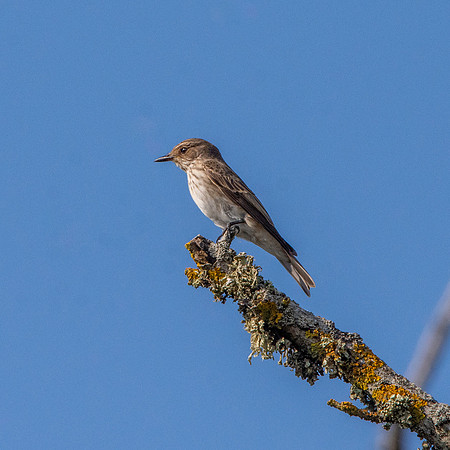 Spotted flycatcher