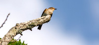 Spotted flycatcher