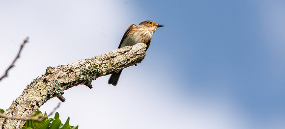 Spotted flycatcher