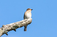 Spotted flycatcher