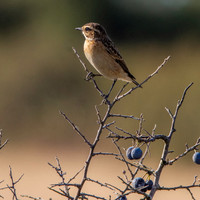 Whinchat