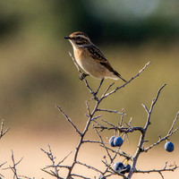 Whinchat