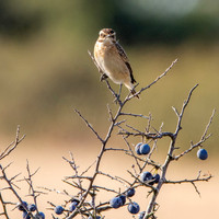 Whinchat