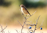 Whinchat