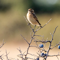 Whinchat