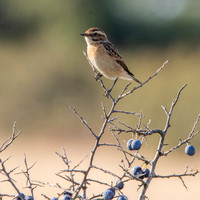 Whinchat
