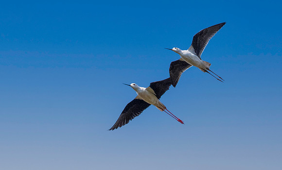 Black winged stilt