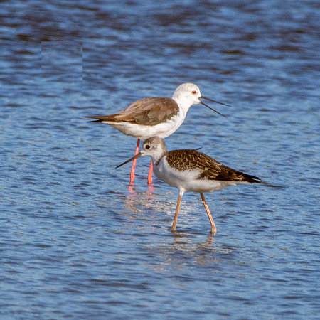 Black winged stilt