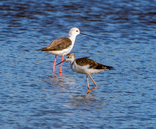 Black winged stilt
