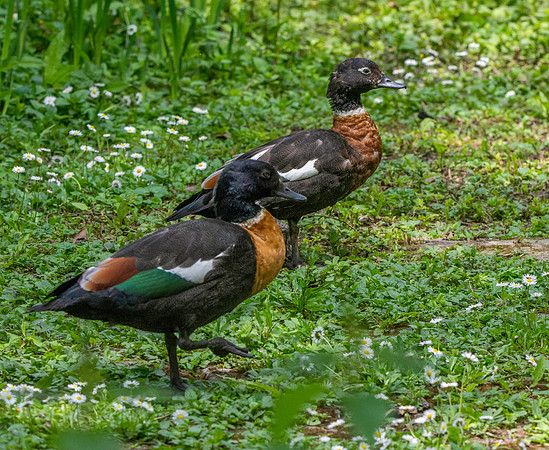 Australian shelduck
