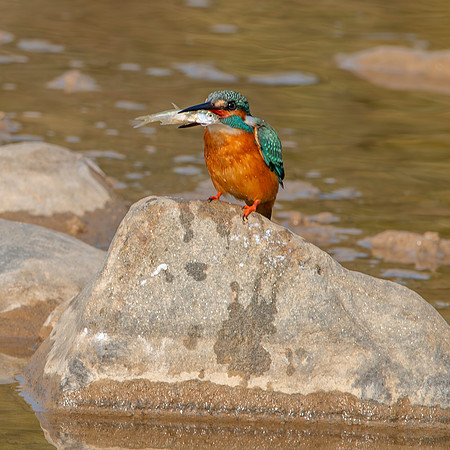 Little Indian Kingfisher