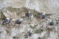 Black legged kittiwake