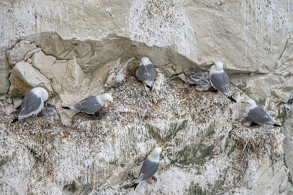 Black legged kittiwake