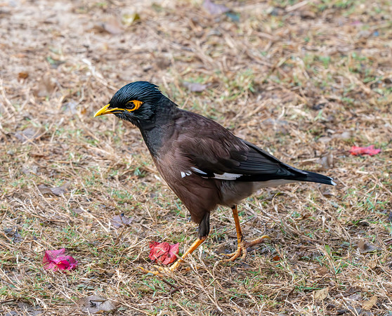 Jungle myna