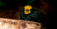 Golden crested myna