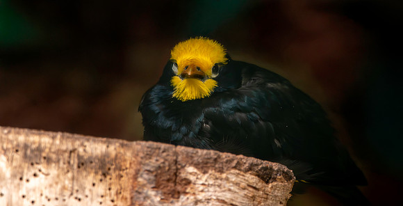 Golden crested myna