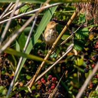 Reed warbler, juvenile
