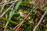 Reed warbler, juvenile