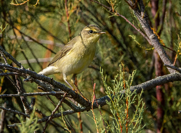 Willow warbler