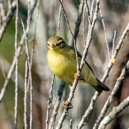 Willow warbler