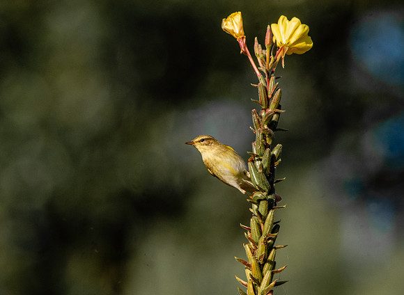 Willow warbler