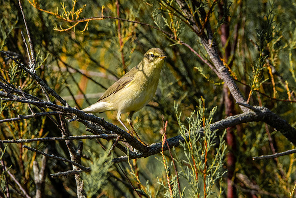 Willow warbler