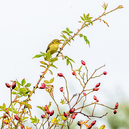 Willow warbler