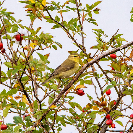 Willow warbler