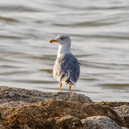 Yellow legged gull