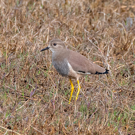 White tailed plover / lapwing