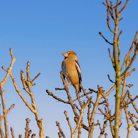 Hawfinch