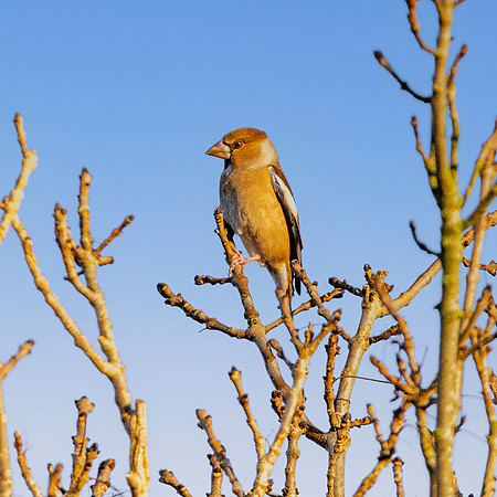 Hawfinch