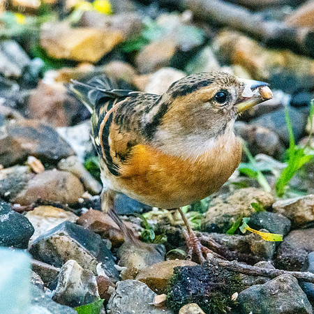 Brambling