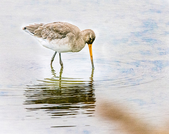 Black tailed godwit