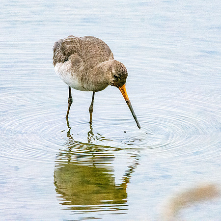 Black tailed godwit
