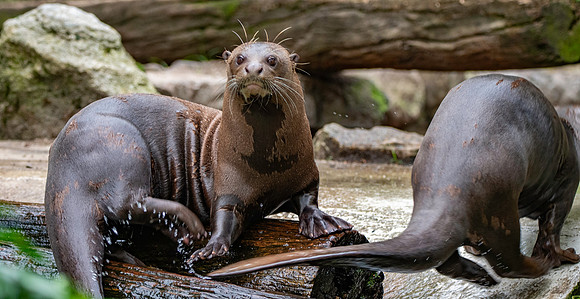 Giant river otter