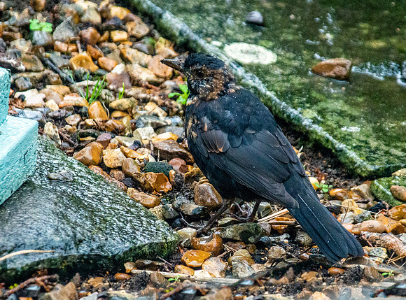 Common blackbird