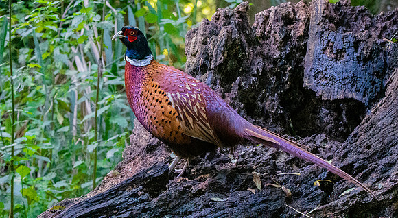 Common pheasant