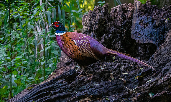 Common pheasant