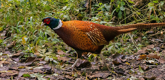 Common pheasant