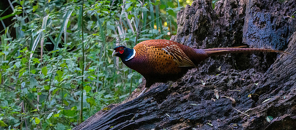 Common pheasant