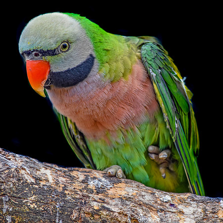 Derbyan parakeet