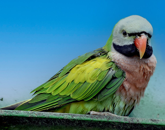Derbyan parakeet