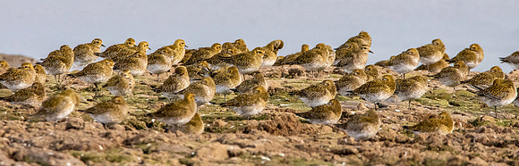 Golden plover