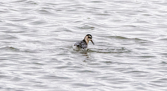 Grey phalarope, winter