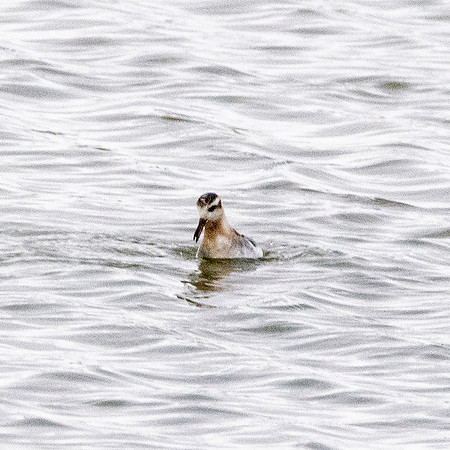 Grey phalarope, winter