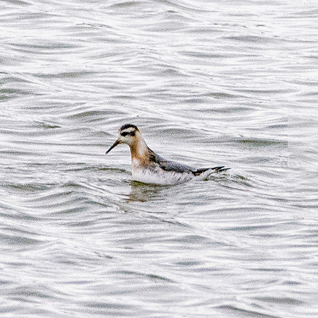 Grey phalarope, winter