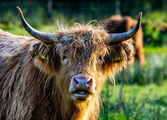 Highland cattle