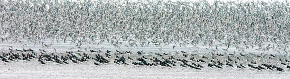 Knot murmuration