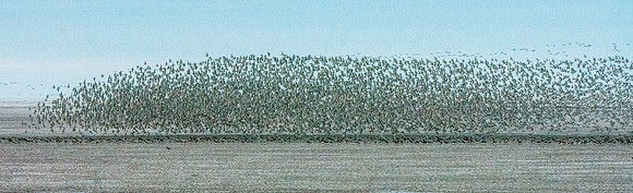 Knot murmuration